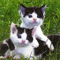 Katzen
